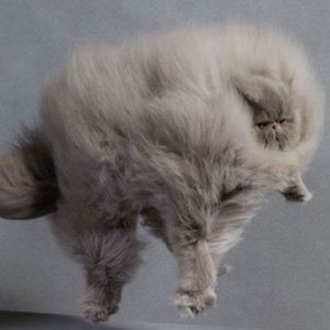 Meet your Posher, Dolce